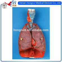 Модель ISO Larynx, Heart and Lung